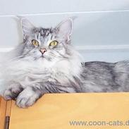 Maine Coon Gizmo