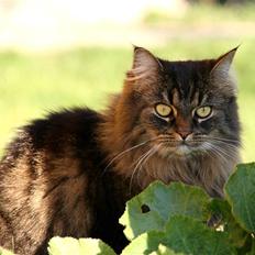 Norsk Skovkat Blanding - Sæla