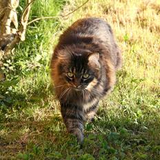 Norsk Skovkat Blanding - Sæla