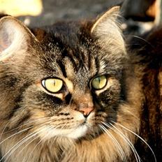 Norsk Skovkat Blanding - Sæla