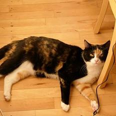 Blanding af racer Pelle