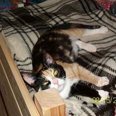 Blanding af racer Pelle