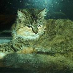 Norsk Skovkat Freja DØD