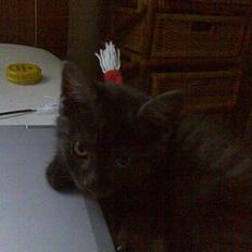 Blanding af racer Molly<3