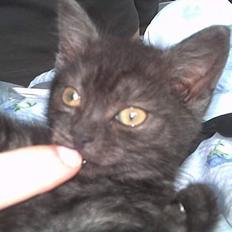 Blanding af racer Molly<3