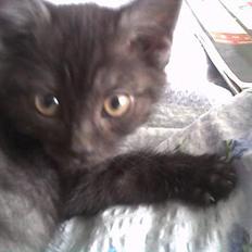 Blanding af racer Molly<3