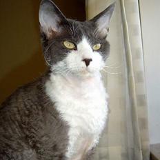 Devon Rex S*Darklin Reach Mr.Zuriel