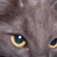 Norsk Skovkat PR. Catcom's Gaia