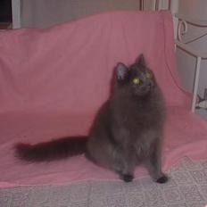 Norsk Skovkat PR. Catcom's Gaia