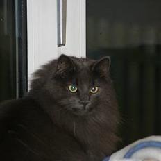 Norsk Skovkat PR. Catcom's Gaia