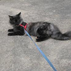 Norsk Skovkat DK Babette´s Tante 1