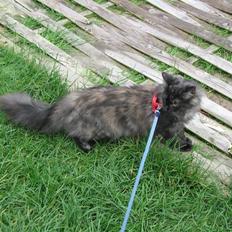 Norsk Skovkat DK Babette´s Tante 1