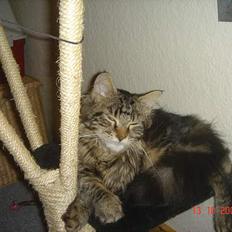 Maine Coon Nicka (DØD)