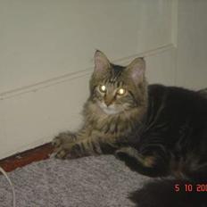 Maine Coon Nicka (DØD)
