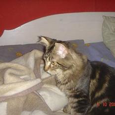Maine Coon Nicka (DØD)