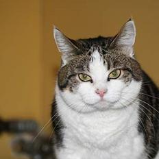 Huskat Sille