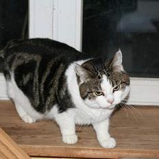Huskat Sille
