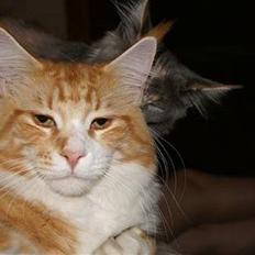 Maine Coon IC President of Koi Pond