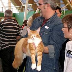 Maine Coon IC President of Koi Pond