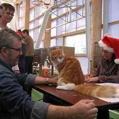 Maine Coon IC President of Koi Pond