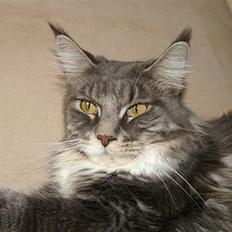 Maine Coon Flying Stars Blue Dream