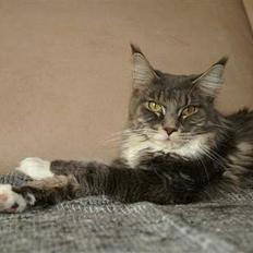 Maine Coon Flying Stars Blue Dream