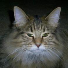 Norsk Skovkat Bjerglossen's Zizella