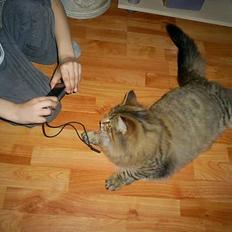 Norsk Skovkat Bjerglossen's Zizella