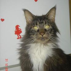Maine Coon Felix (VÆK)