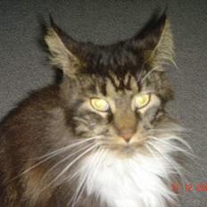 Maine Coon Felix (VÆK)