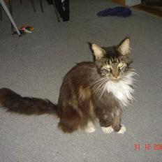 Maine Coon Felix (VÆK)