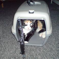 Blanding af racer Jessy