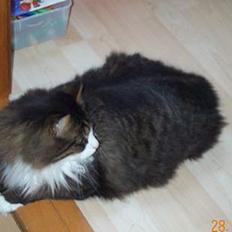 Norsk Skovkat Omalig(Død)