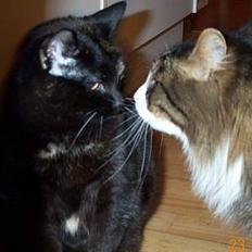 Norsk Skovkat Omalig(Død)