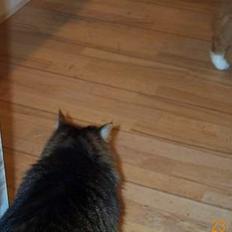 Norsk Skovkat Omalig(Død)