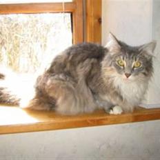 Norsk Skovkat Dannebro's Bianca