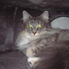 Norsk Skovkat Dannebro's Bianca