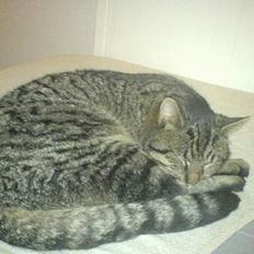 Huskat Bertram *R.I.P*