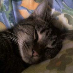 Blanding af racer Felix