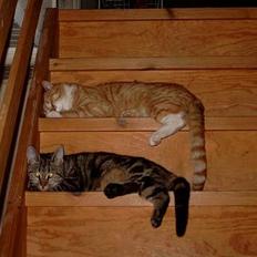 Blanding af racer Felix