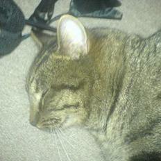 Huskat Bertram *R.I.P*