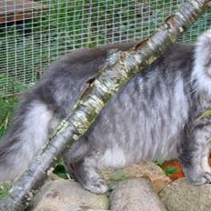 Norsk Skovkat Abilgel "RIP"