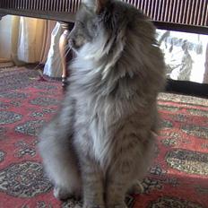 Norsk Skovkat Abilgel "RIP"