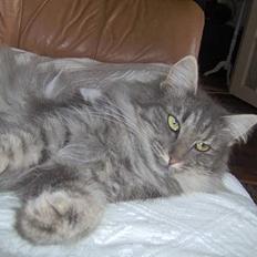 Norsk Skovkat Abilgel "RIP"