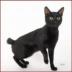 Japanese Bobtail Majutsu 