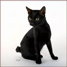 Japanese Bobtail Majutsu 