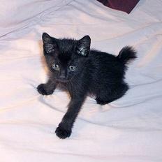 Japanese Bobtail Majutsu 