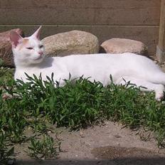 Japanese Bobtail Komachi 