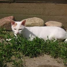Japanese Bobtail Komachi 