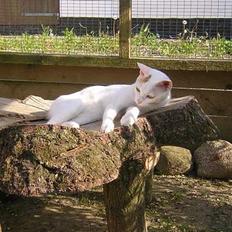 Japanese Bobtail Komachi 